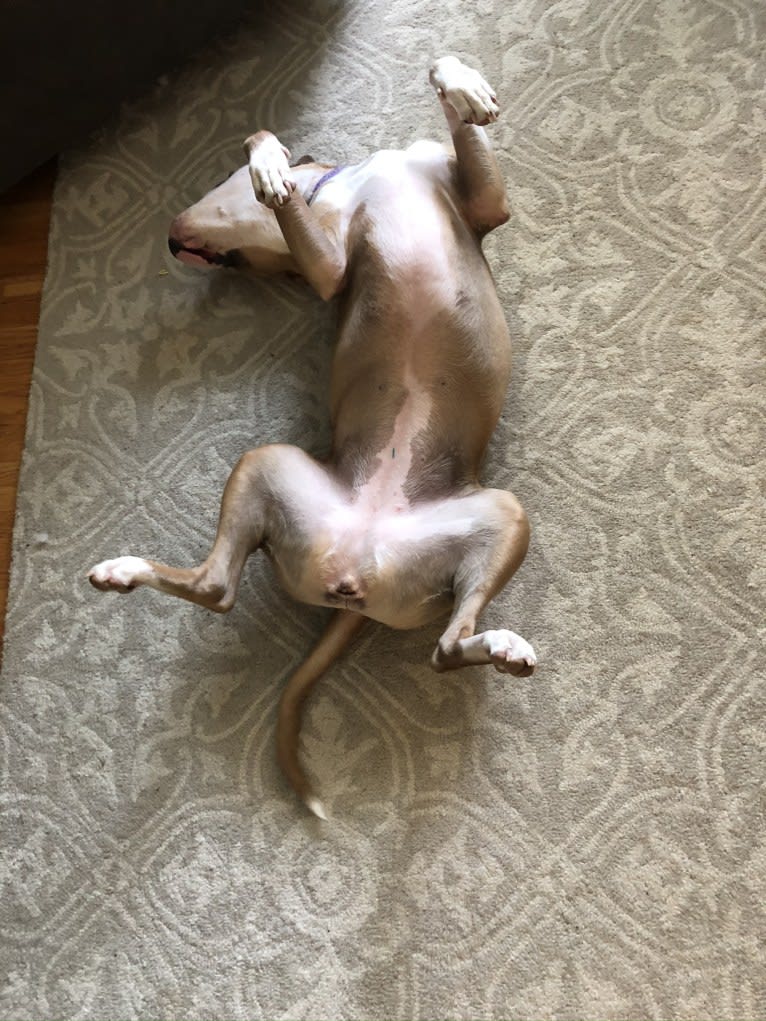 Rosie, an American Pit Bull Terrier and American Staffordshire Terrier mix tested with EmbarkVet.com