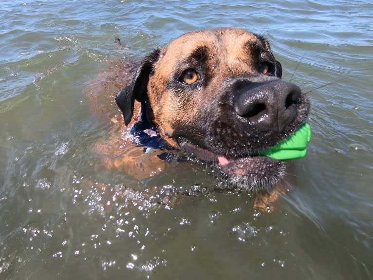 Zeus, a Boxer and American Pit Bull Terrier mix tested with EmbarkVet.com