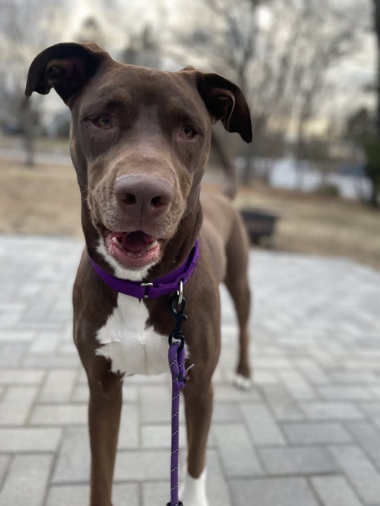 Maisie, an American Pit Bull Terrier and American Staffordshire Terrier mix tested with EmbarkVet.com