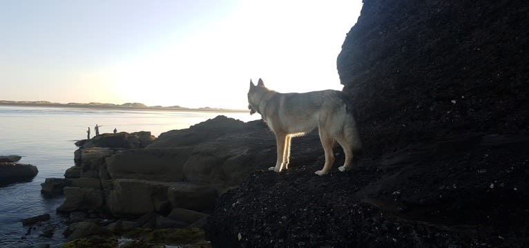 Kalen, a German Shepherd Dog and Siberian Husky mix tested with EmbarkVet.com