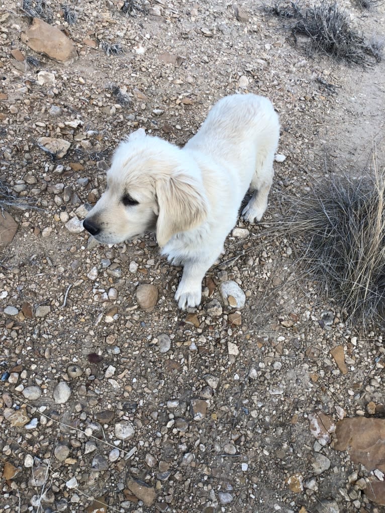 Scout, a Golden Retriever tested with EmbarkVet.com