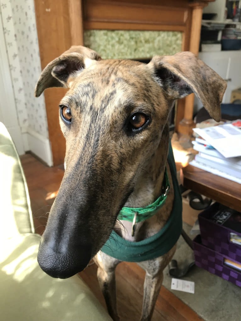 Pippin, a Spanish Galgo tested with EmbarkVet.com