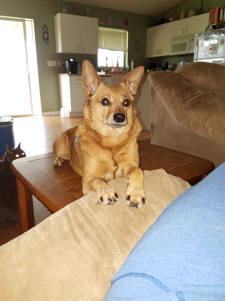 Samson, a Miniature Pinscher and Pomeranian mix tested with EmbarkVet.com