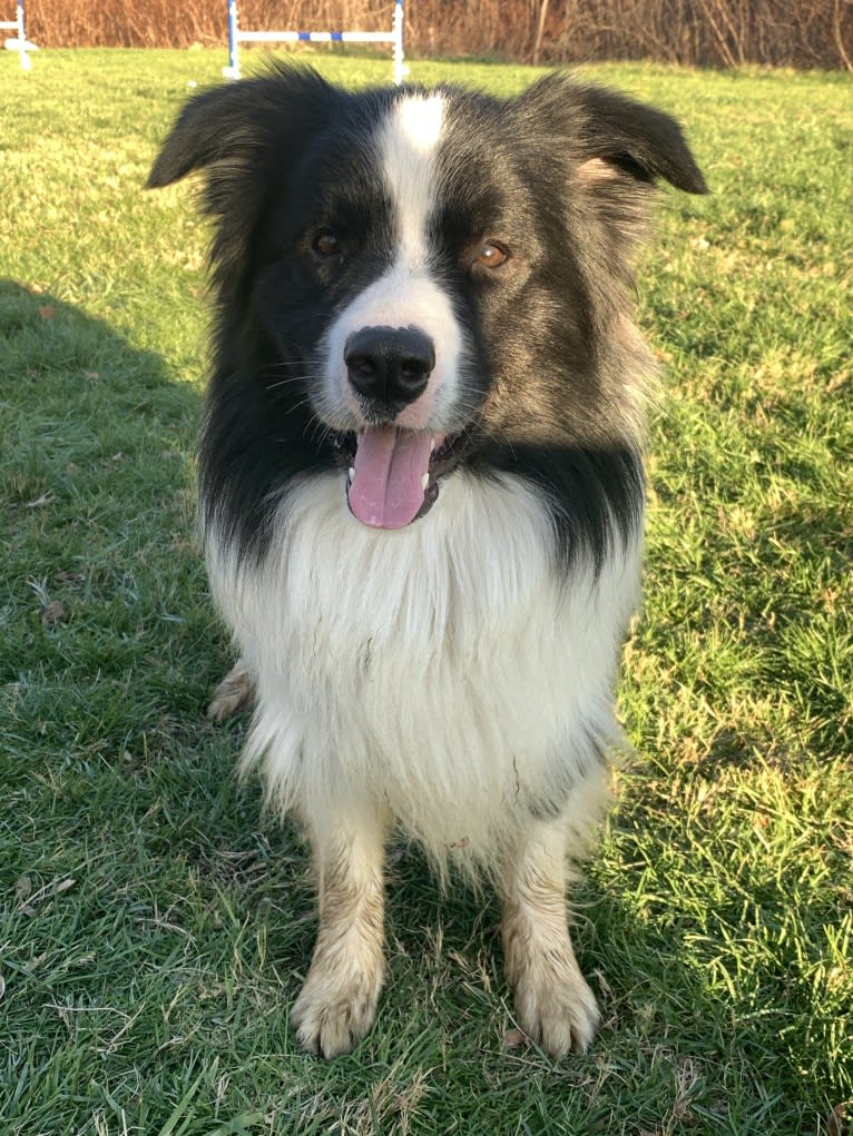 Bohdi, a Border Collie tested with EmbarkVet.com