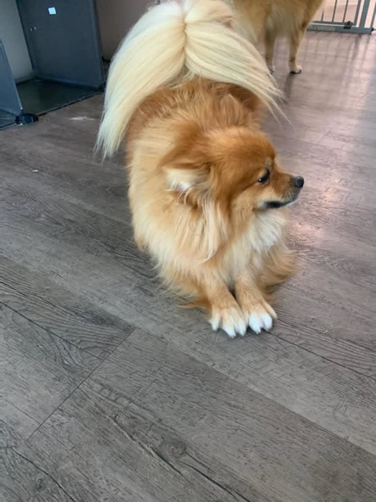 Bear, a Pomeranian tested with EmbarkVet.com