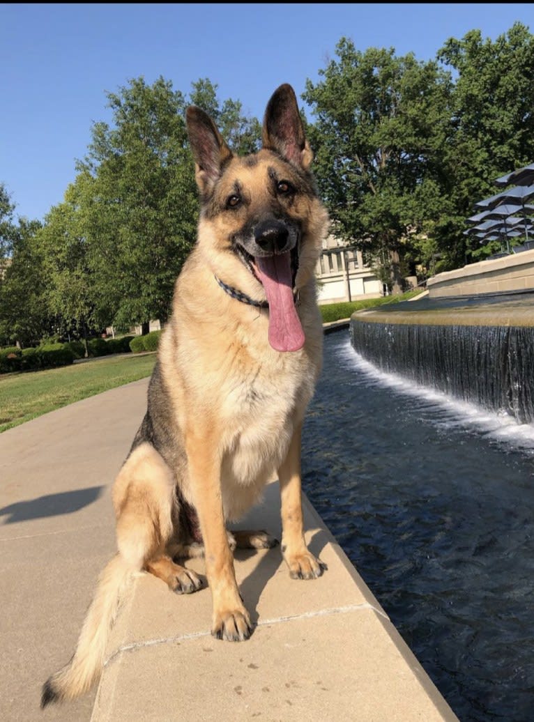 Huttser, a German Shepherd Dog tested with EmbarkVet.com