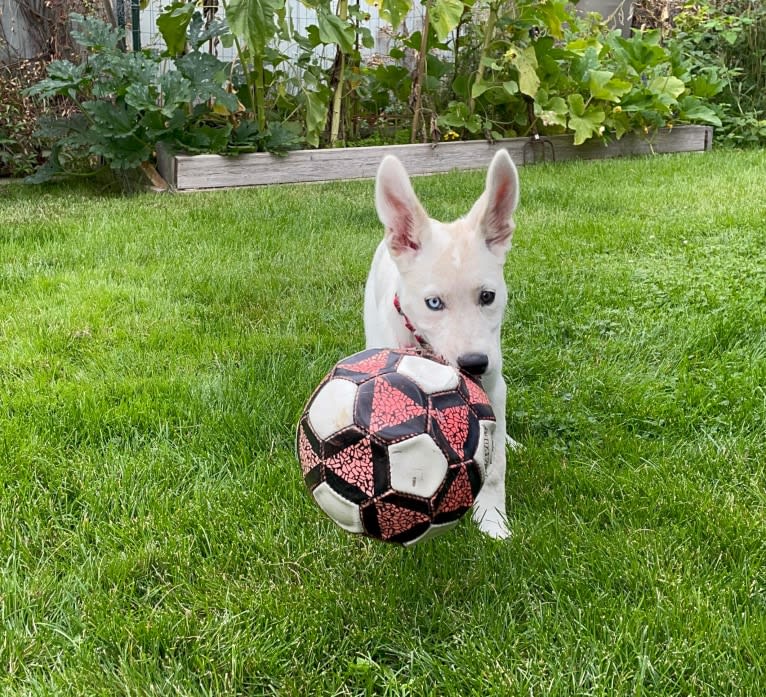 Princess Luna Rose, an Australian Cattle Dog and Siberian Husky mix tested with EmbarkVet.com