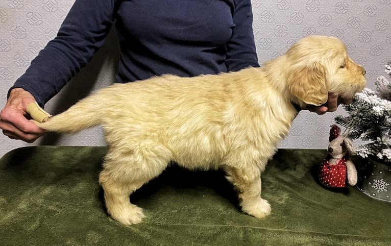 Alita, a Golden Retriever tested with EmbarkVet.com