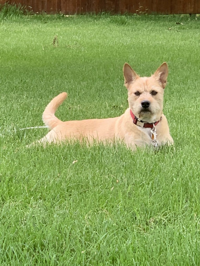 Rebel, an American Pit Bull Terrier and American Eskimo Dog mix tested with EmbarkVet.com