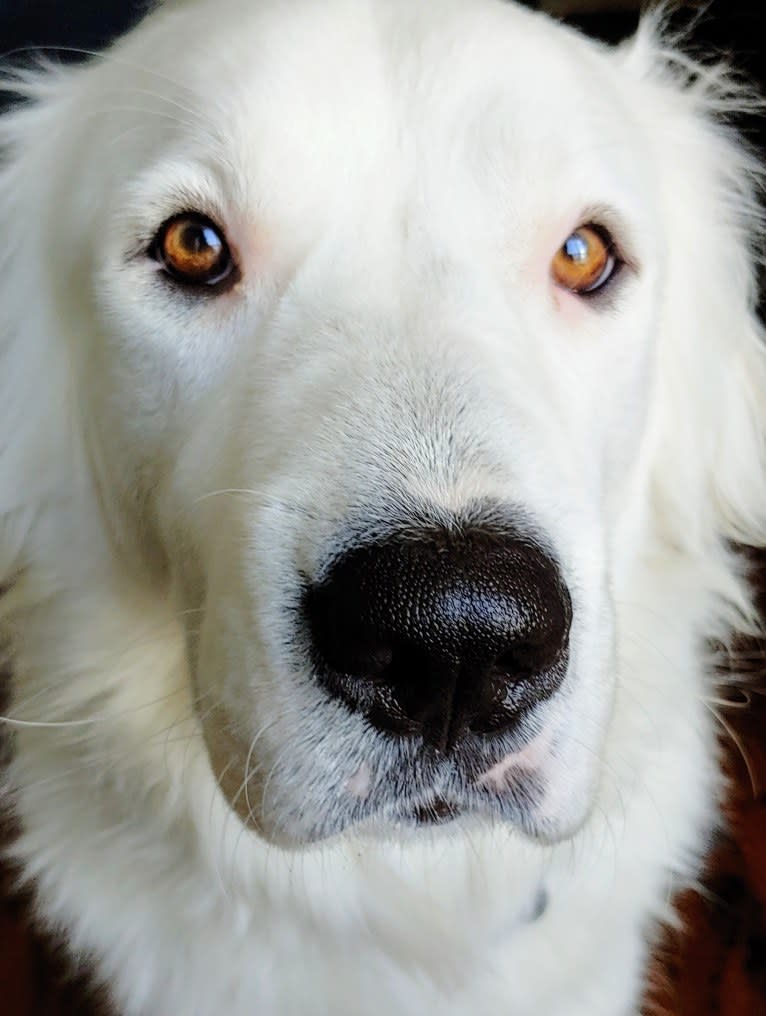 Bear, a Great Pyrenees and Labrador Retriever mix tested with EmbarkVet.com