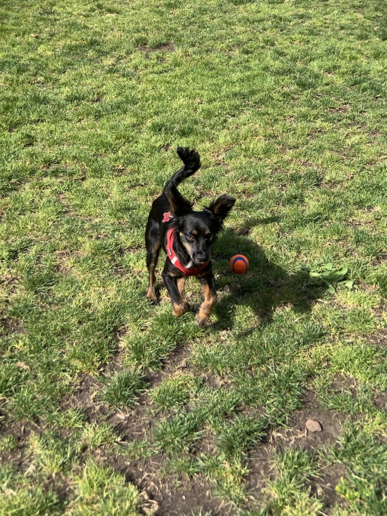 Luna, a Chihuahua and Poodle (Small) mix tested with EmbarkVet.com