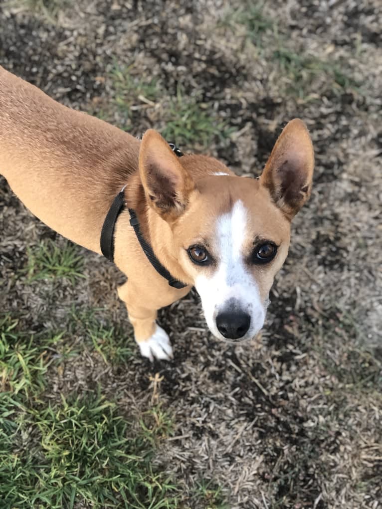 Watson, a Chihuahua and Poodle (Small) mix tested with EmbarkVet.com