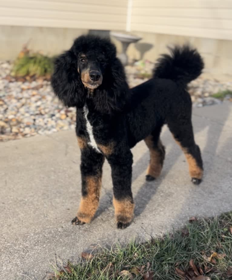 Echo, a Poodle tested with EmbarkVet.com