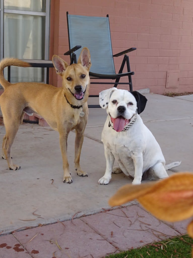 Bean, a Chow Chow and Chihuahua mix tested with EmbarkVet.com