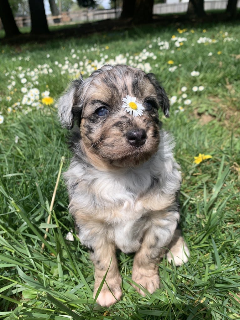 Marcy, an Aussiedoodle tested with EmbarkVet.com