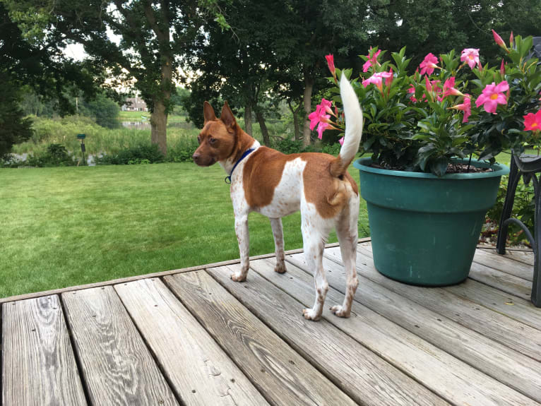 Topi, a Rat Terrier and Chihuahua mix tested with EmbarkVet.com