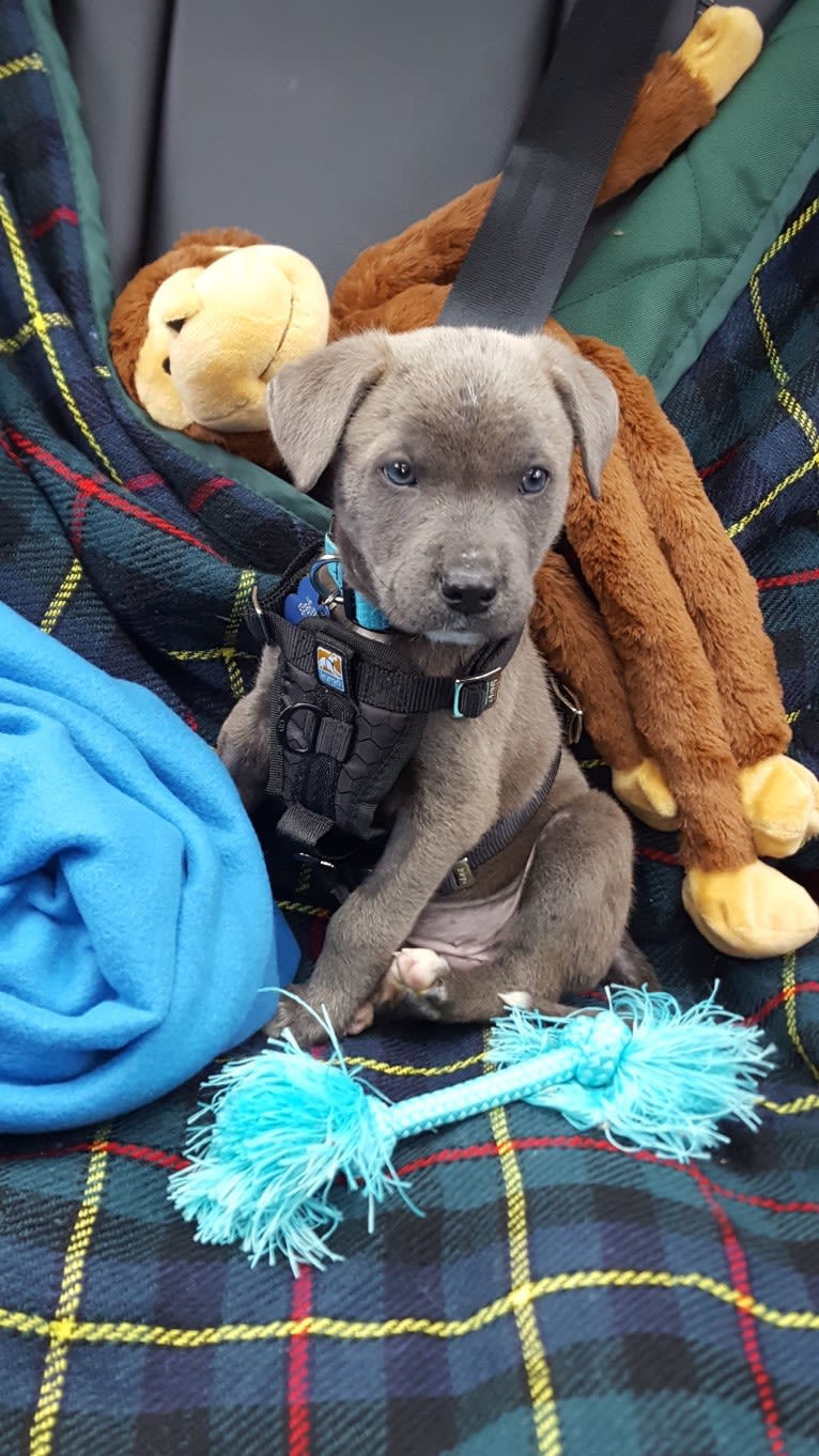 Jaxon, an American Pit Bull Terrier and Chow Chow mix tested with EmbarkVet.com