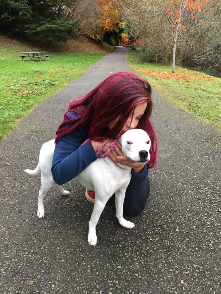 Rubie, an American Pit Bull Terrier and Russell-type Terrier mix tested with EmbarkVet.com