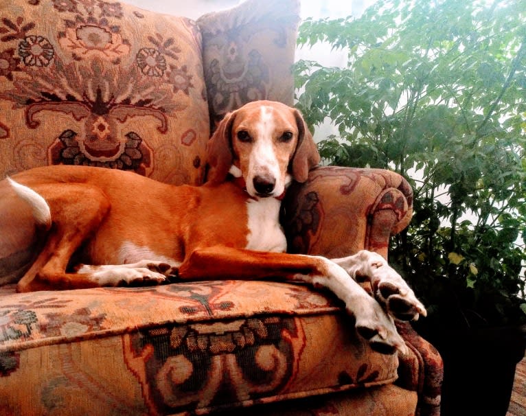 Ophelia, an American Foxhound tested with EmbarkVet.com