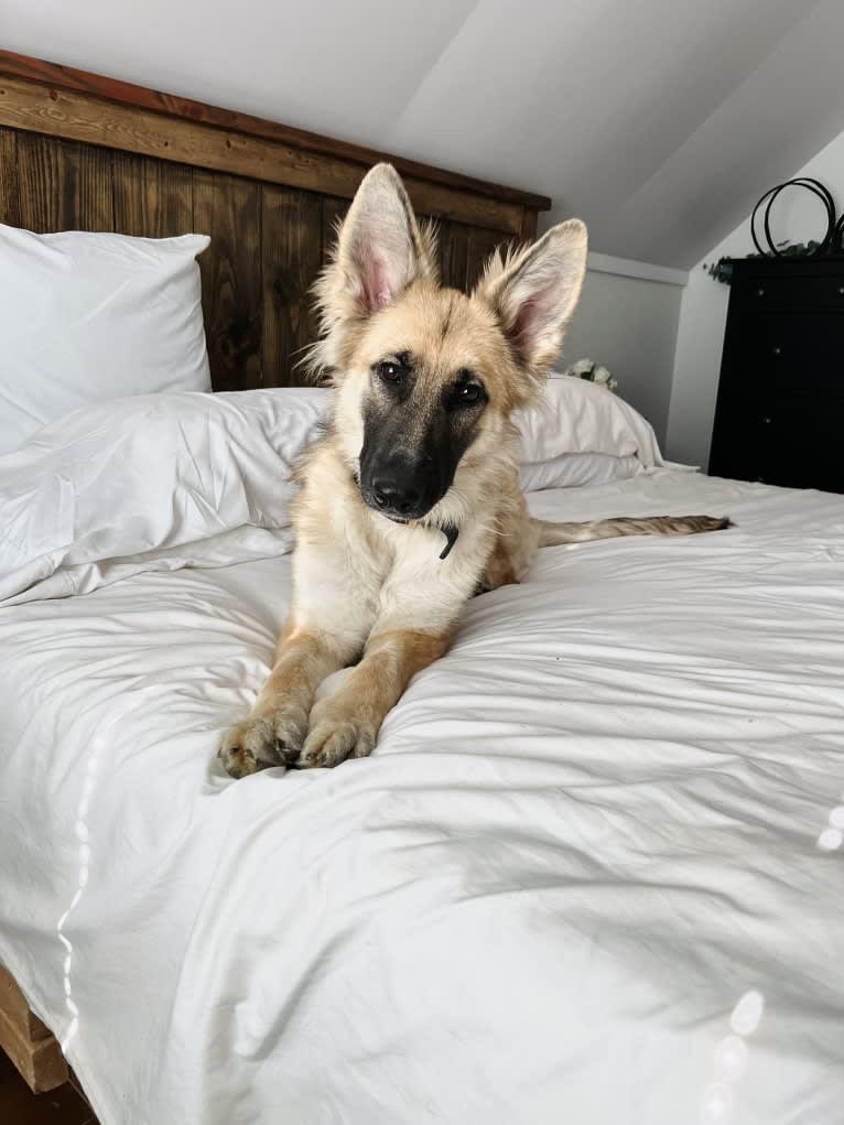 Mila, a White Shepherd tested with EmbarkVet.com