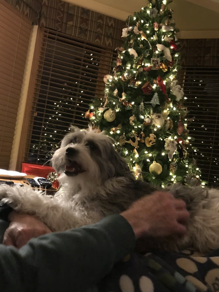 Winham’s “DollyBelle” of Rocky Mountain Cotons, a Coton de Tulear tested with EmbarkVet.com