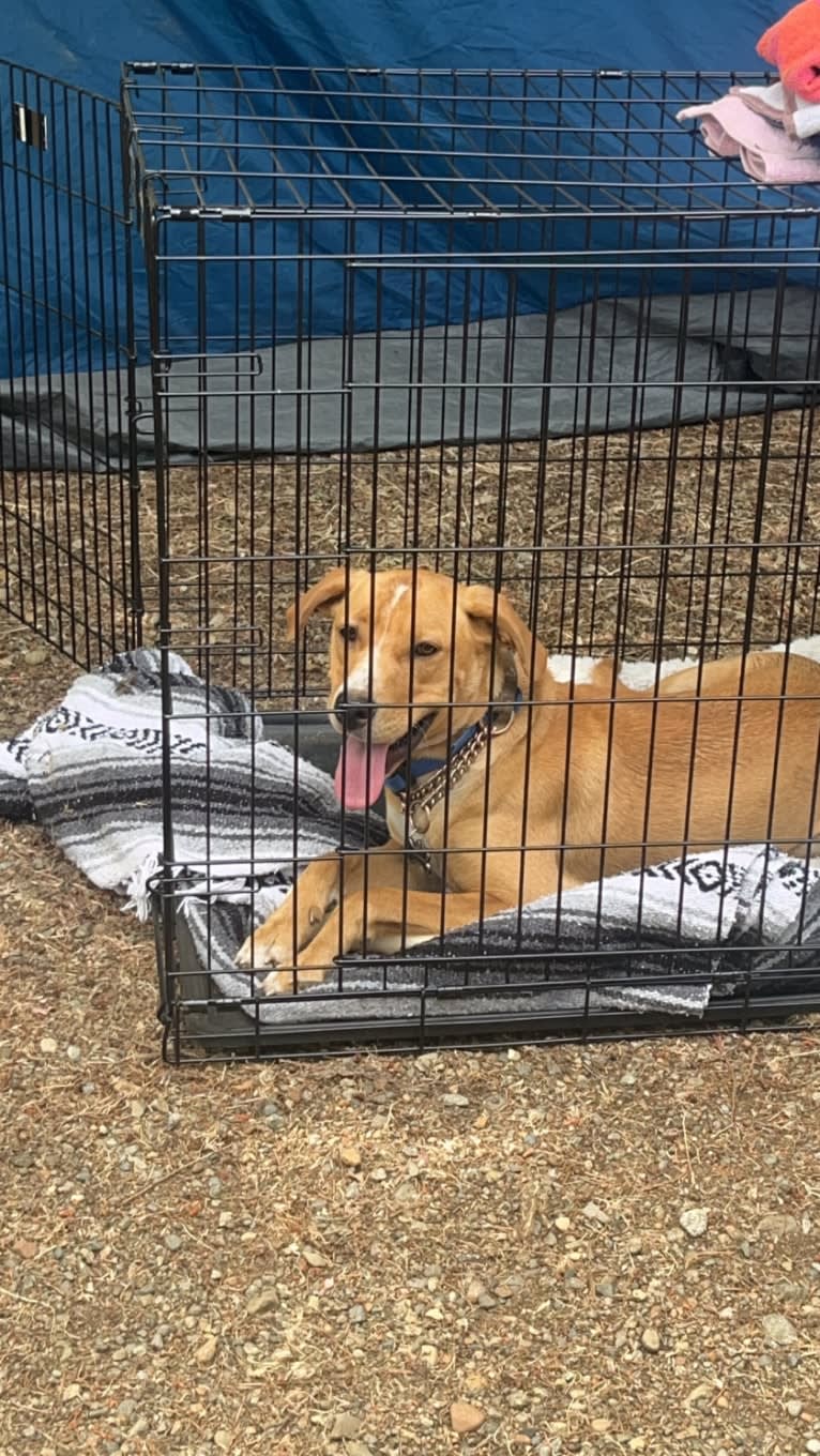 Her name is Sage, an American Bulldog and Labrador Retriever mix tested with EmbarkVet.com