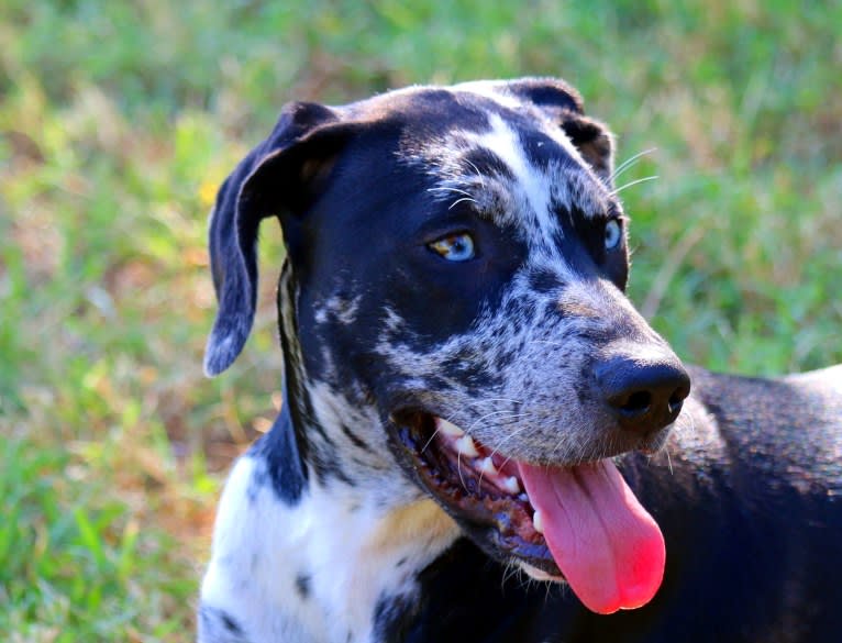 Delphine, a Catahoula Leopard Dog tested with EmbarkVet.com