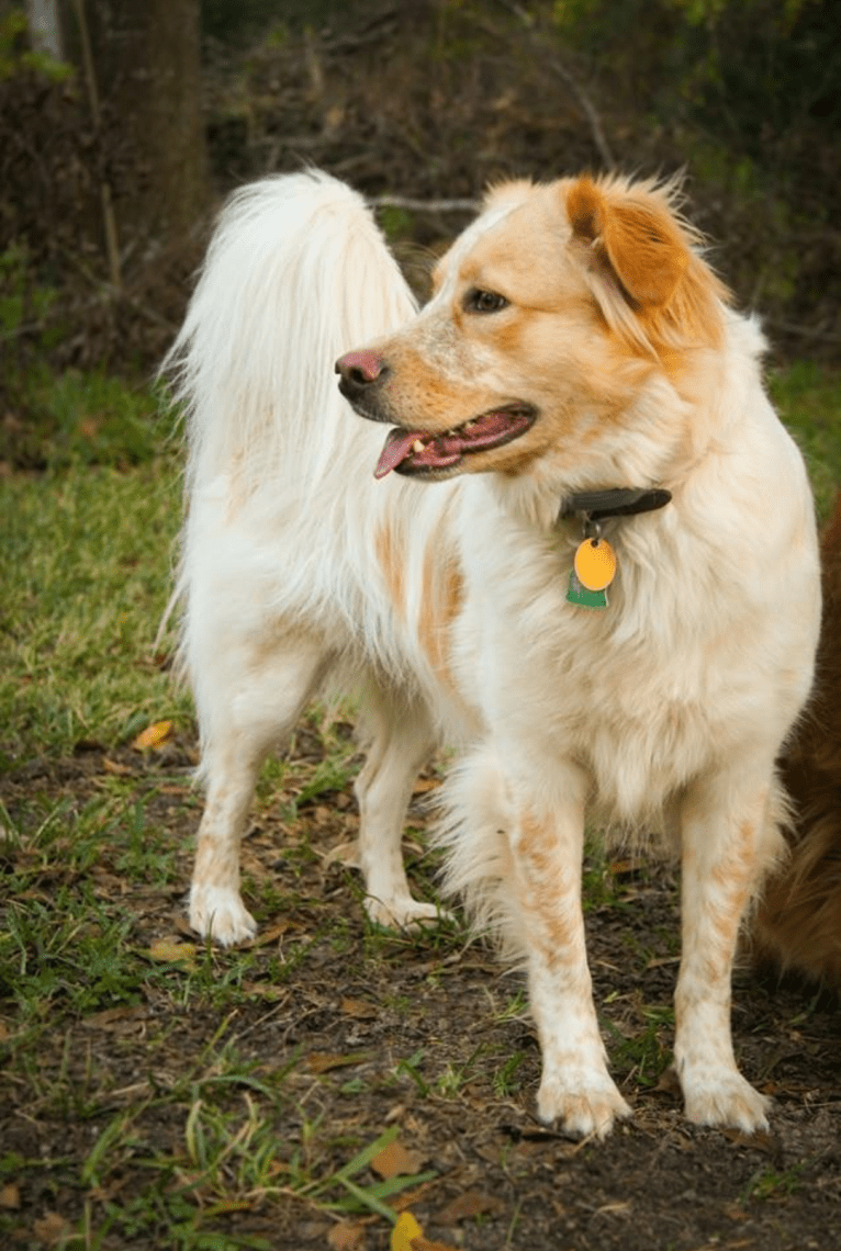 Wendy, a Great Pyrenees and American Pit Bull Terrier mix tested with EmbarkVet.com