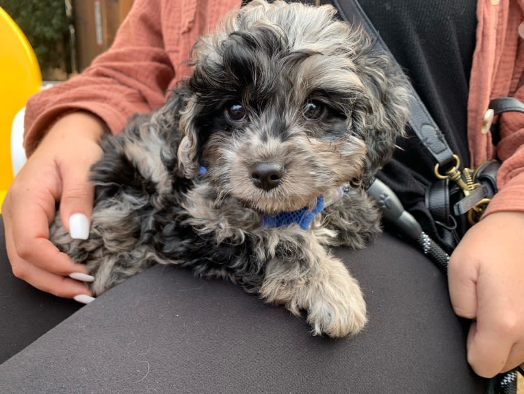 Kiwi, a Cavapoo tested with EmbarkVet.com