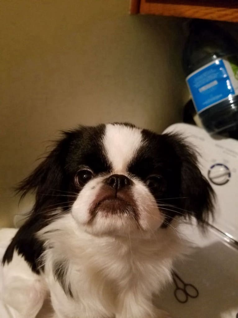 Happy, a Japanese Chin tested with EmbarkVet.com
