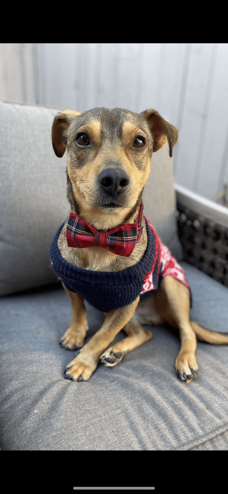 Harry, a Chihuahua and American Pit Bull Terrier mix tested with EmbarkVet.com