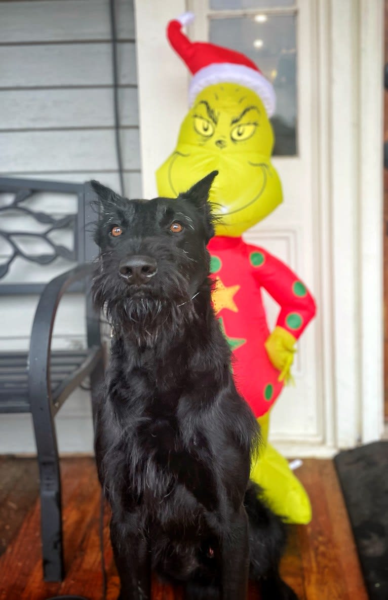 Vaatu, a Black Russian Terrier and Belgian Malinois mix tested with EmbarkVet.com