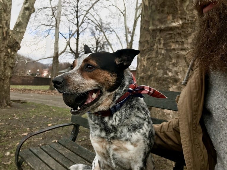 April, an Australian Cattle Dog and Border Collie mix tested with EmbarkVet.com