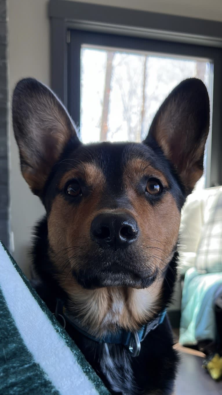 Gimli, an Australian Cattle Dog and Rottweiler mix tested with EmbarkVet.com