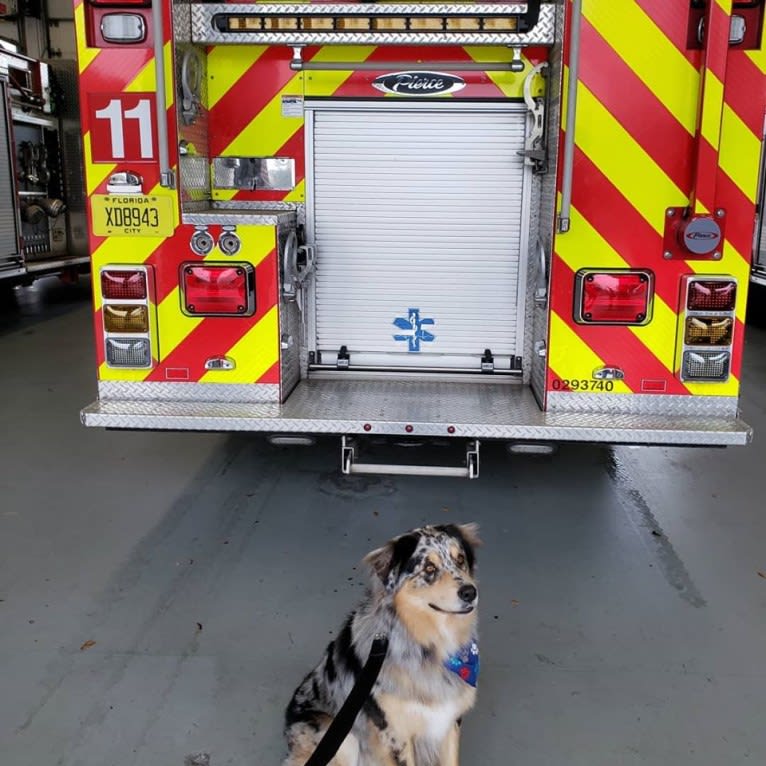 Dodge, an Australian Shepherd tested with EmbarkVet.com