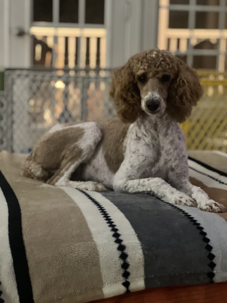 Mia, a Poodle (Standard) tested with EmbarkVet.com