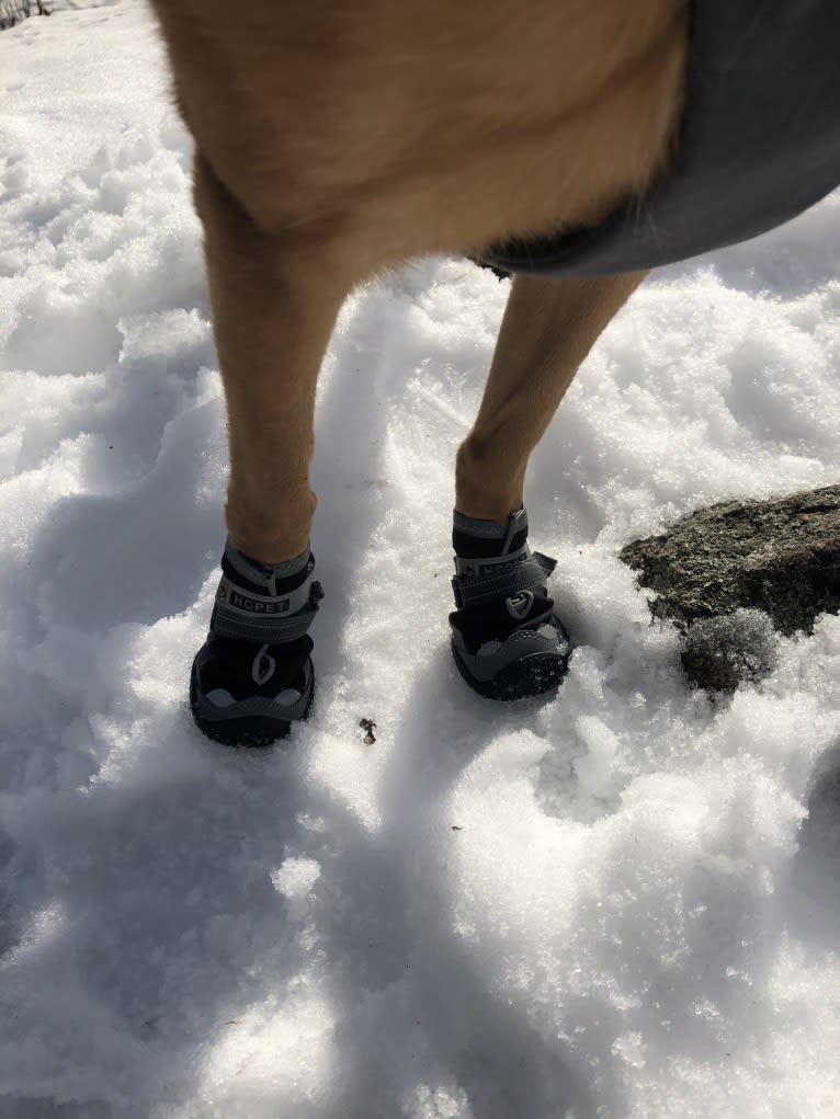 Oakley, a German Shepherd Dog and Chinese Shar-Pei mix tested with EmbarkVet.com