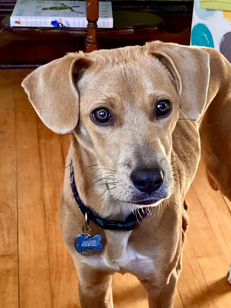 Lila, an American Pit Bull Terrier and Labrador Retriever mix tested with EmbarkVet.com