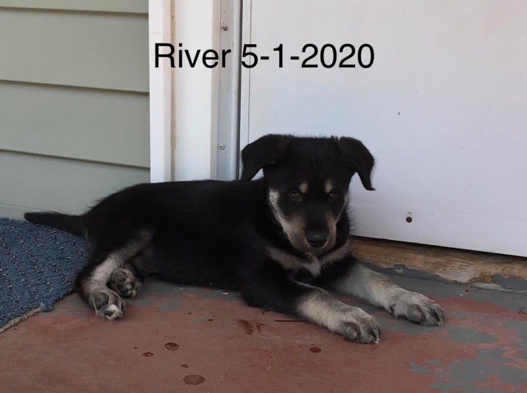 River, a Siberian Husky and Poodle (Standard) mix tested with EmbarkVet.com