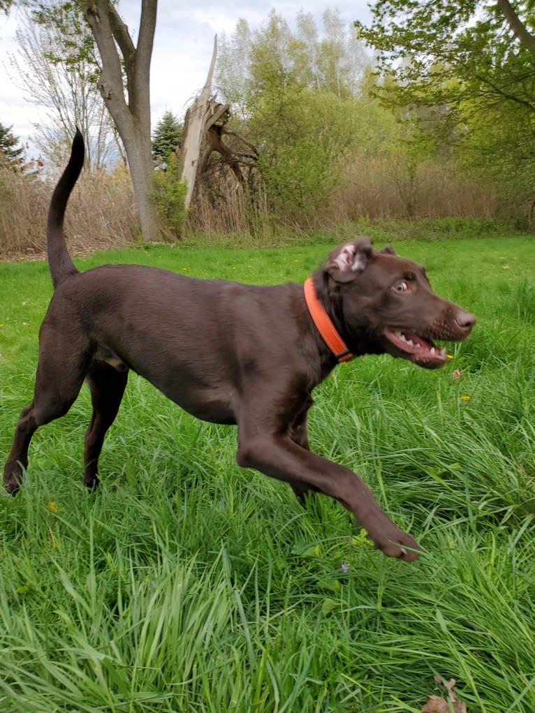 Zephyr, a Labrador Retriever tested with EmbarkVet.com