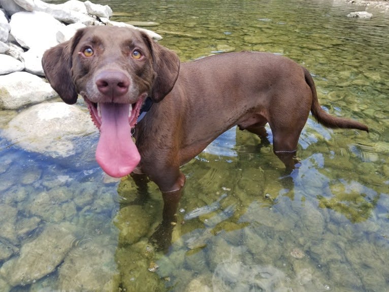 Milo, a Labrador Retriever and Rhodesian Ridgeback mix tested with EmbarkVet.com