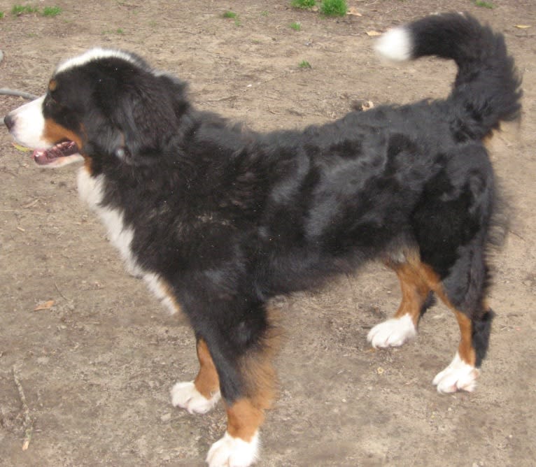 Zelda, a Bernese Mountain Dog tested with EmbarkVet.com