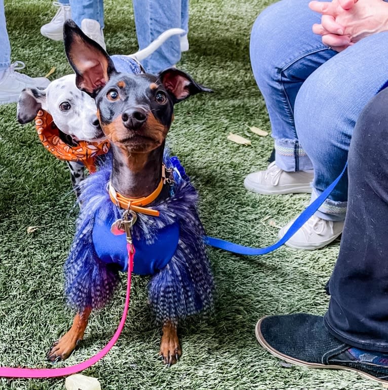 Biggie Smalls, a Miniature Pinscher tested with EmbarkVet.com