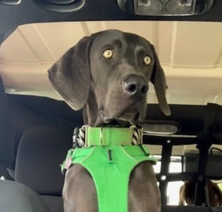 Knox, a Weimaraner tested with EmbarkVet.com