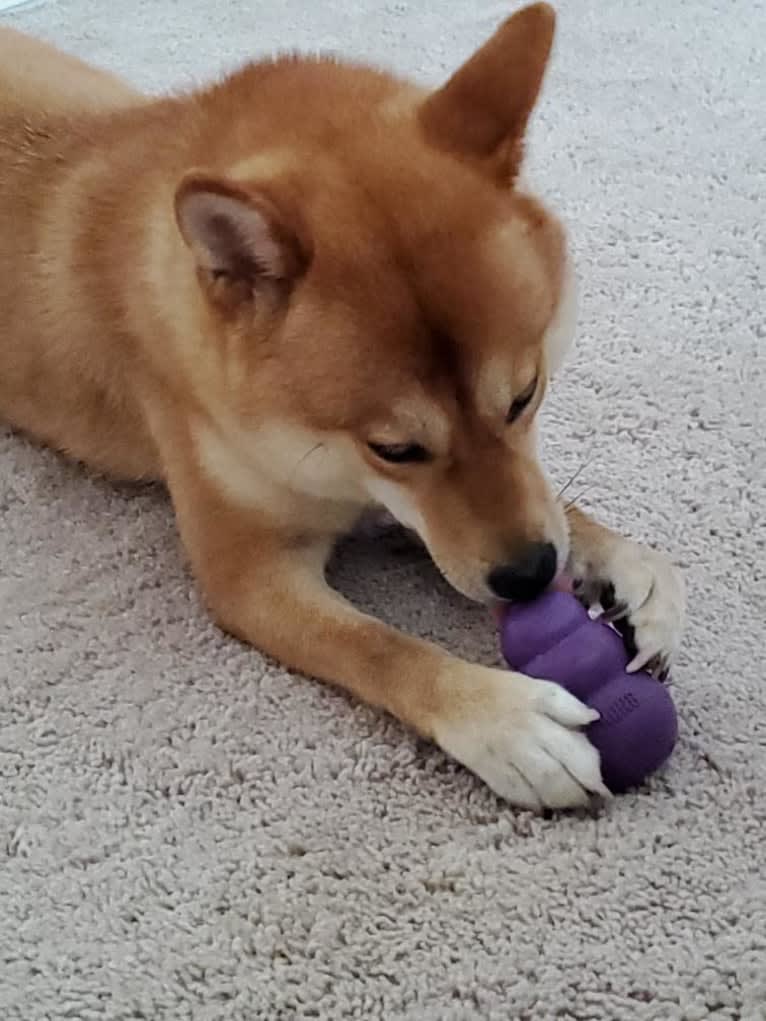 Noko, a Shiba Inu tested with EmbarkVet.com