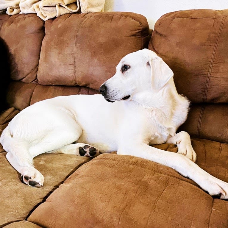 Beau, a Great Pyrenees and Golden Retriever mix tested with EmbarkVet.com