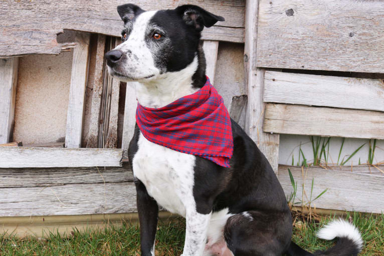 Scooter, a Border Collie and Staffordshire Terrier mix tested with EmbarkVet.com