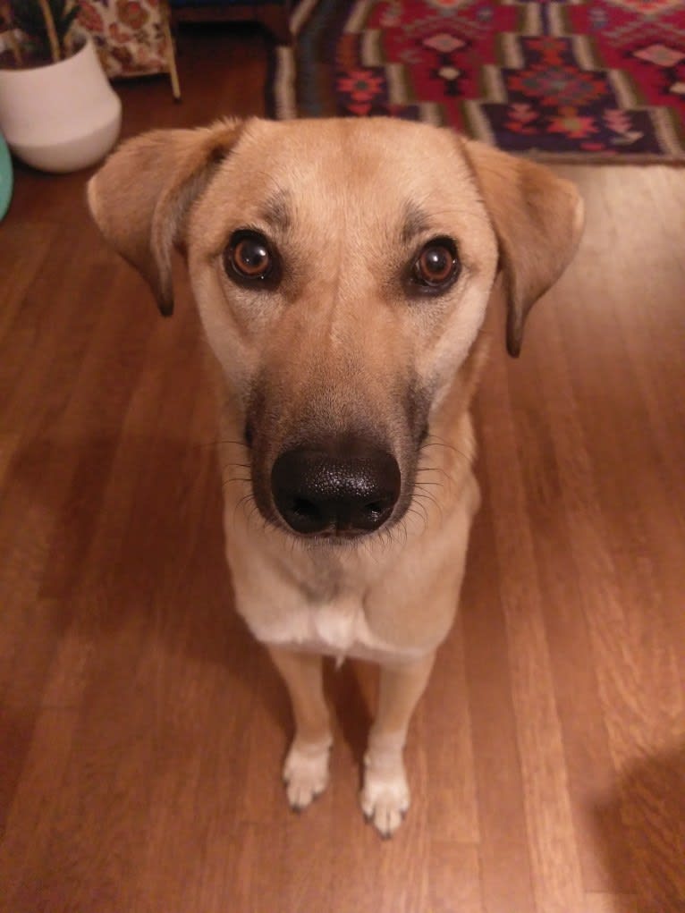 Seymour, an Arabian Village Dog tested with EmbarkVet.com