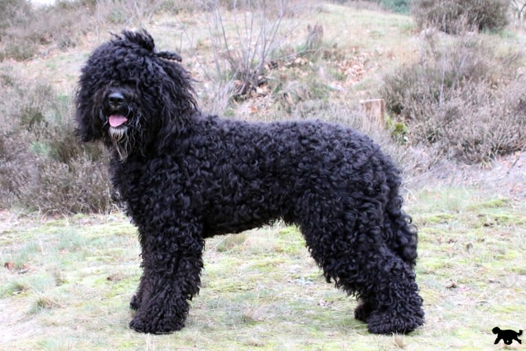 Watson, a Barbet tested with EmbarkVet.com