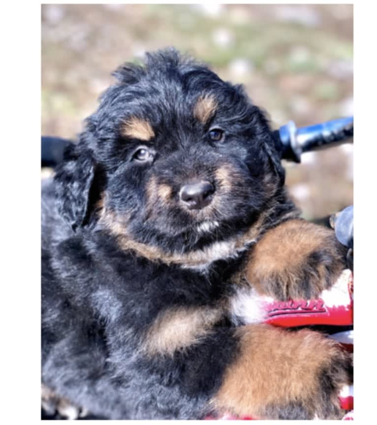 Bella, a Bouvier des Flandres and Bernese Mountain Dog mix tested with EmbarkVet.com